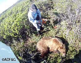 Biologists Becky Schwanke and Chris Brockman collar a bear part of the Nelchina Brown Bear Project