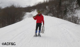 Snowshoe hares are popular with hunters Hares grouse and ptarmigan are Alaska39s small game species