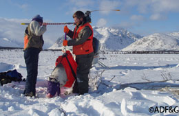 Wildlife Restoration Funds contribute to wildlife research and monitoring in Alaska