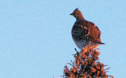 Sharptailed grouse