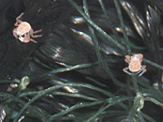 Juvenile king crabs on the artificial substrate a key component to raising the crabs