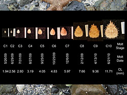 A look at the stages of development of juvenile king crabs