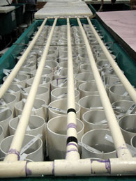 King crab quotcondosquot part of the rearing process