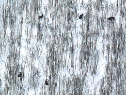 This winter aerial survey shows five moose