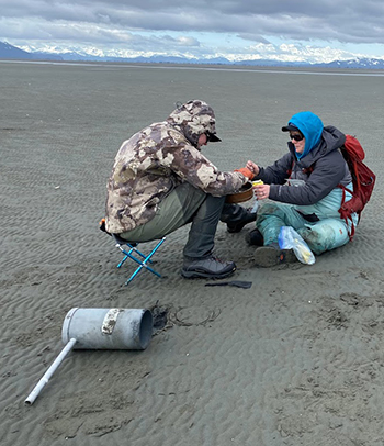 Benthic sampling at low tide to learn about Red Knot prey The sediment corer is in the foreground The picture below of the screen shows the variety of organisms and a sample in tweezers going into a whirlpak All photos ADFampG by Jenell Larsen Tempel Blake Richard Fernando Angulo Ria Smyke Tory Rhodes Nick Docken Arin Underwood Evan Ward and Lyda Rees