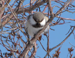 Alaska is home to four species of the little birds blackcapped chickadees boreal chickadees chestnutbacked chickadees and grayheaded chickadees Aaron Lang photo