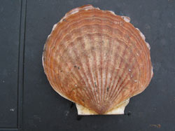 An adult weathervane scallop emPatinopecten caurinusem  Photo credit Jeff Barnhart
