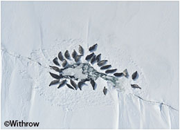 Seals hauled out alongside a spring pressure crack in Iliamna Lake Seals inhabiting bodies of freshwater are rare Iliamna Lake freshwater seals make up one population of only five in the northern hemisphere Photo David Withrow NMML