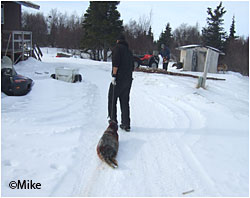A Kokhanok hunter carries a seal harvested from Iliamna Lake to a location for processing Photo Rebecca Mike Kokhanok