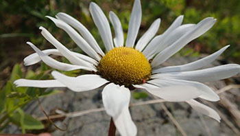 Arctic daisy Knowing what plants to look for is a good way to find bumblebees going about their business Photo by Torre Jorgenson iNaturalist