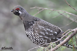 A spruce grouse Photo by Gina Smith