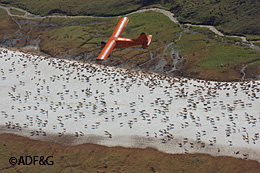 Flying over the Western Arctic Herd To conduct the census animals are photographed from the air with a special mapping camera and then counted on 9 by 9inch contact prints In a process that takes months the photos are laid out and overlap lines are drawn so animals are not counted twice or missed