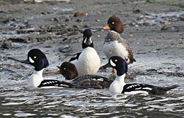 Barrow39s Goldeneyes Males have black heads with the whitequotcommashapedquot mark females have brown heads