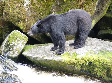 A black bear fishes on Anan creek near Wrangell Photo by Boyd Porter