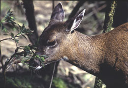 A Sitka blacktailed deer