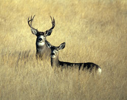 Mule deer Mule deer in northern Texas were recently discovered to be carrying CWD making Texas the 19th state with the disease in cervid populations