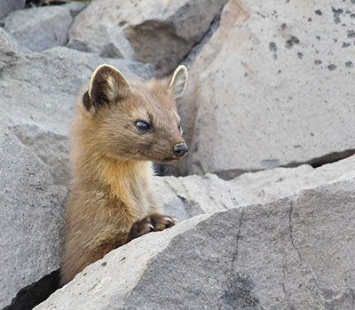 A pine marten in Oregon ndash a female watches her two kits playing and keeps a keen eye on the photographer as well This family denned in a rock pile Photo by Tod Woodford