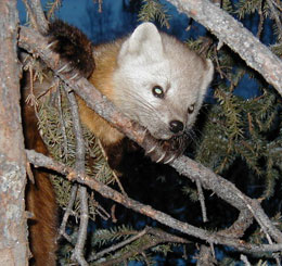 A marten peers down from a tree Marten are the most soughtafter furbearer in Alaska Photo courtesy Stan Zuray