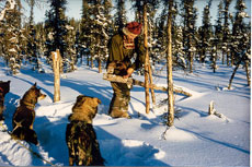 Alaska trapper Stan Zuray making a marten set Zuray is one of the few trappers still using a dog team on his trapline