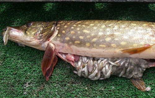 A northern pike with a belly full of salmon fry Illegally introduced pike decimated the salmon population in the Alexander River drainage of the Susitna River