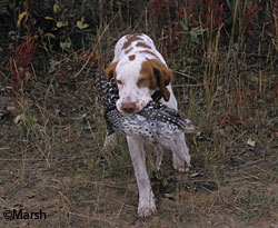 Sundance with an Interior Alaska sharptail grouse Ken Marsh photo