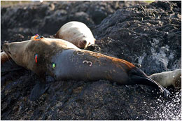 An adult male Steller sea lion tagged and branded by Steve Jeffries Washington Dept of Fish and Wildlife at the Bonneville Dam on the Columbia River The photo above shows him decked out with tags on upper back and gluedon color streamers to help with ID left side and lower back brand O35 This photo was taken before heading to Alaska