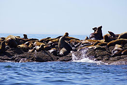Sea Lion O35 in a group of other Steller sea lions on the West Rock haul out near the Canadian border about 40 miles south of Ketchikan on July 13