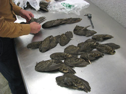 An assortment of grouse wings