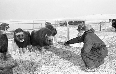 Juvenile muskox released from crate into pen to wait for transport this is likely Nunivak althoughn there is no date or location listed one of the early 1970s transplants ADFampG file photo