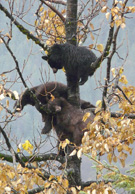 Black bears napping in a tree safely away from potentially aggressive male bears Photo by Laurie Ferguson Craig