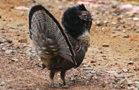A ruffed grouse displaying