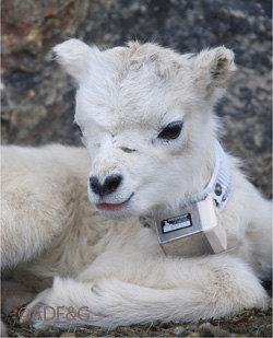 A Dall39s sheep lamb with a VHF collar