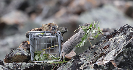 A pika skirts a live trap baited with native vegetation Pikas were trapped and marked with ear tags so individual animals can be indentified photo by Kassidy Colson