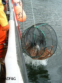 A nice pot full of spot shrimp is pulled from the icy waters of the Sound