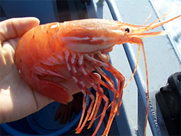 A Prince William Sound spot shrimp emPandalus platycerosem