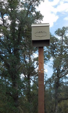 A bat house for daytime roosting