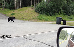 A pair of bears investigates an unattended trash can The bear on the left is wearing a camera collar Photo by Dan Rosenberg