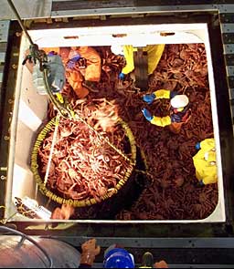 Offloading golden king crab note the scale above the brailer Photo ADFampG Crab Observer Program