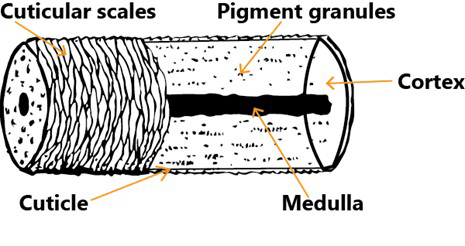 Each mammal species has hair with a unique structure ndash no two species are the same although they may share certain characteristics Hair has three main parts the cuticle outer layer with cuticular scales the medulla core and a cortex between which holds most of the pigment that gives the animal color emDiagram of the structure of mammal hair adapted from Furs of Alaska Mammals ndash A Teacherrsquos Guide and Wild Wondersem