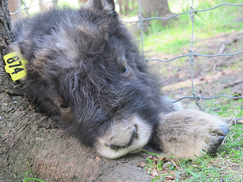 Wicket a muskox calf at the Large Animals Research Station Photo used with permission