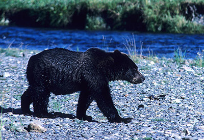 A blackcolored brown bear from the Pack Creek area on Admiralty Island photo by Doug Larsen