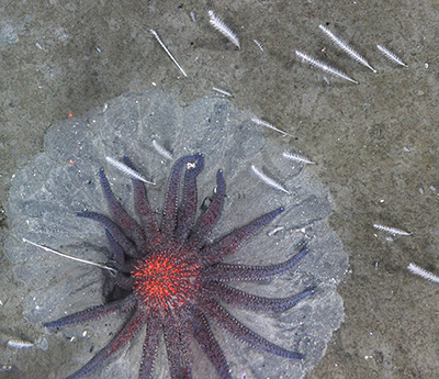 A Sunflower Sea Star digs into the muddy seafloor substrate for a clam The white things are small sea whips  Photo by Camsled courtesy Quinn Smith
