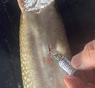 The radio transmitters implanted into Tangle Lakes lake trout were about the size of a AA battery ADFampG photo