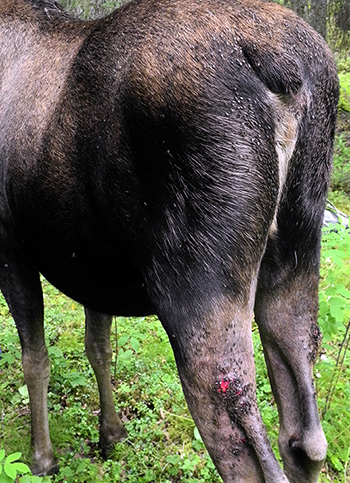 Sores caused by the bites of moose flies Photo by Kevin White