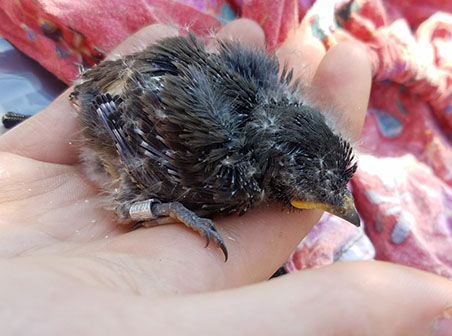 An Olivesided Flycatcher chick with a band Photo by E Allaby