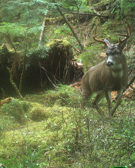 A nice Sitka blacktailed deer buck captured by a trail camera