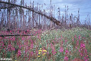 Fireweed and other plants flourish in the habitat created by fires