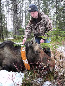 Researcher Kevin Colson with a collared Southeast Alaska moose Most Southeast moose are the subspecies emandersoniem or anderson39s moose while moose in Interior and Southcentral Alaska are the larger subspecies emgigasem or Alaska moose Why these different subspecies occur in different areas and how they got there is part of Colson39s work