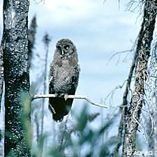 A great gray owl roosts in a standing snag amid charred trees Voles and other small mammals can flourish in the environment of regrowth that follows a fire which benefits predators such as raptors and marten