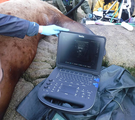 Dr Michelle Shero uses a specialized ultrasound machine to image the reproductive tract of an anesthetized sea lion This is the first usage of this technology to detect pregnancy in wild Steller sea lions Dr Shero also uses this technique on Weddell seals in the Antarctic